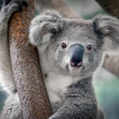 Animals46