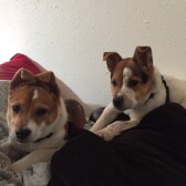 Coco and Oreo's Adventures