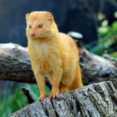 Moonless Mongeese Mourn