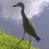 Birds and other animals