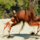 crab