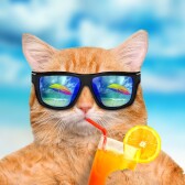McToastyCat