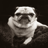 my dog friend