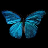 Life Lynx