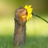 Wildflower