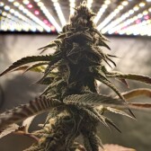 Medical Cannabis Grow Blog