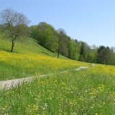 Derevo