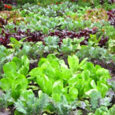 Gardening