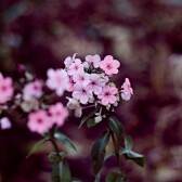Little Pink Flowers