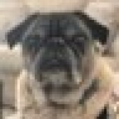 HeyImSnuffles