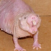 NakedCryptoMole