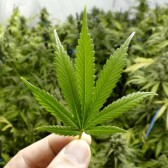 CannaBasics