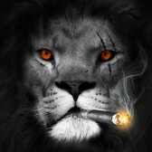 TheKingo8
