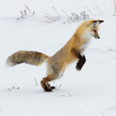 Foxhunter