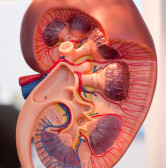 SMO Blog Kidney