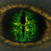 DragonEyeTrading