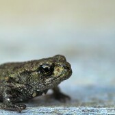 Amphibious Thoughts