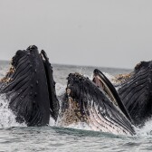 experiencewhale