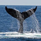Whale Tracking