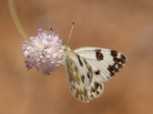 Nature Photography Flowers and Insects