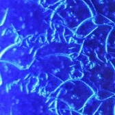 Art on the Blockchain