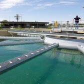 The Florida Water Plant Hack