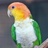 fvanb1