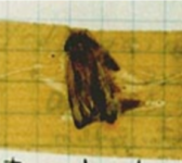 art_of_bug