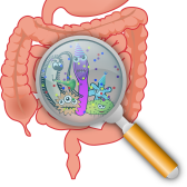 Organs and how they work