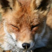 FoxInABox