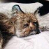 CryptoCatatic