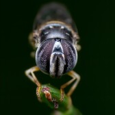A cheaper and detailed look into macro world