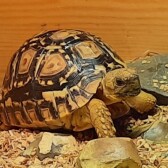 Crypto the Trading Tortoise