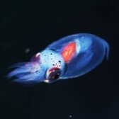 CryptoPlankton - Adventures in Crypto