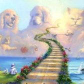 Pets and Heaven