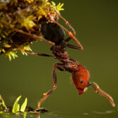 Nature World