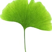 panmarek