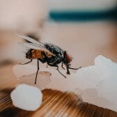 Macro Photography 101