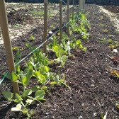 Growing Our Own