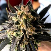 Cannabisius