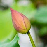 Nature and Life