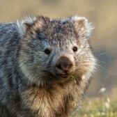 Crypto Wombat