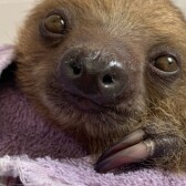 Crypto Sloth