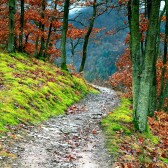 The Journey of a Disciple