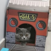 VoiceHK