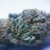 skylinebuds