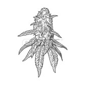 Cannabis Cultivation and Consumption