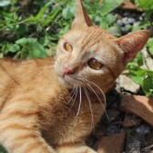 samuraicat