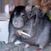 TheCryptoRat