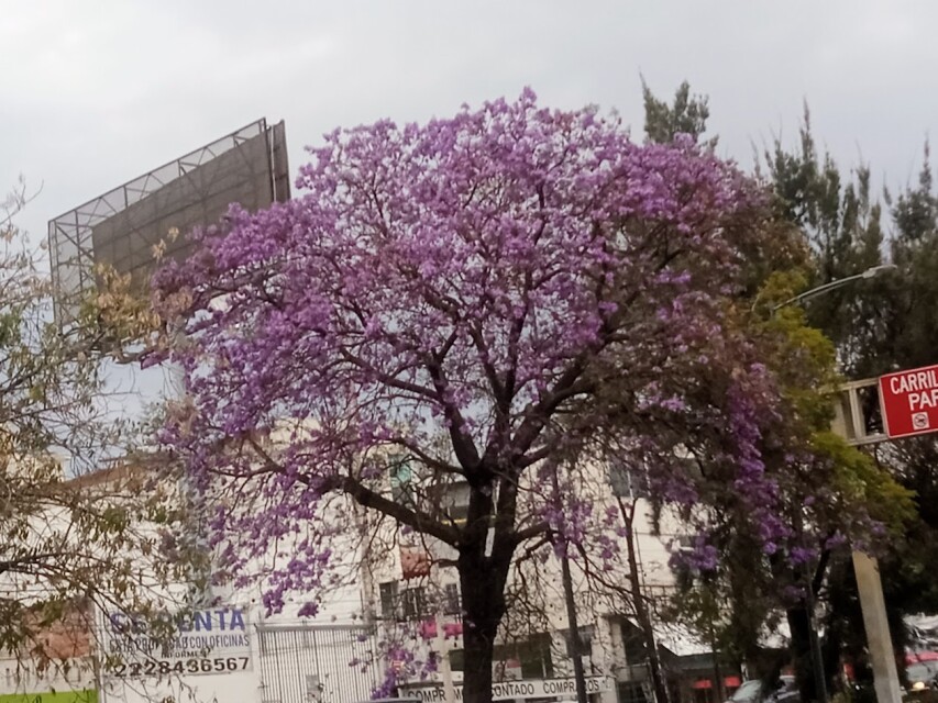 Jacaranda